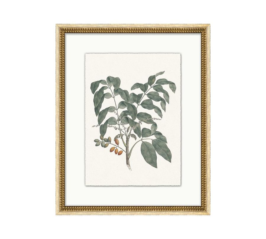 Vintage Botanical Framed Print added by Spoak Member