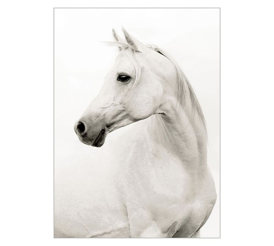 Stallion Elegance Framed Canvas Print added by Spoak Member
