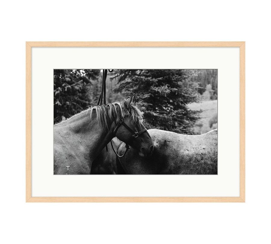 Rocky, Outlaw, Willie Profile by Meg Haywood Sullivan added by Spoak Member