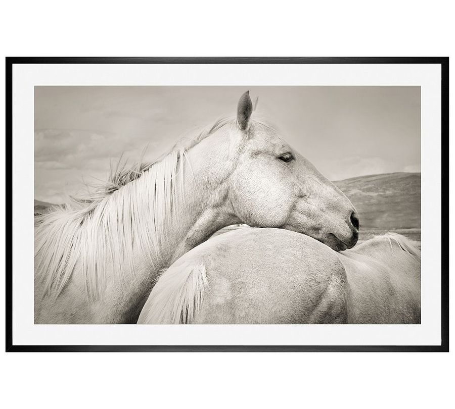 Palominos Framed Prints by Jennifer Meyers added by Spoak Member
