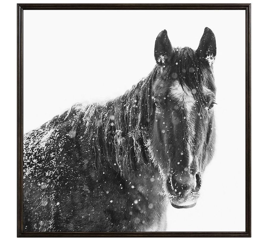 Snowy Black Horse Framed Print by Jennifer Meyers added by Spoak Member