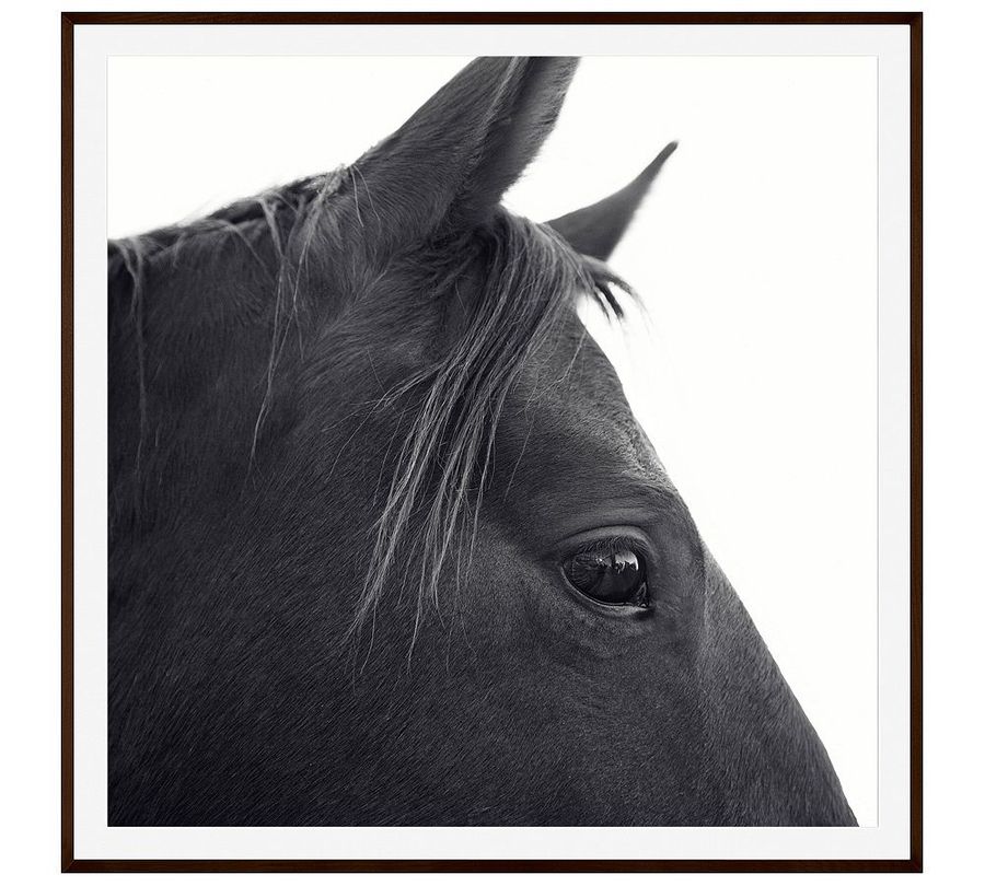Dark Horse in Profile Framed Prints by Jennifer Meyers added by Spoak Member