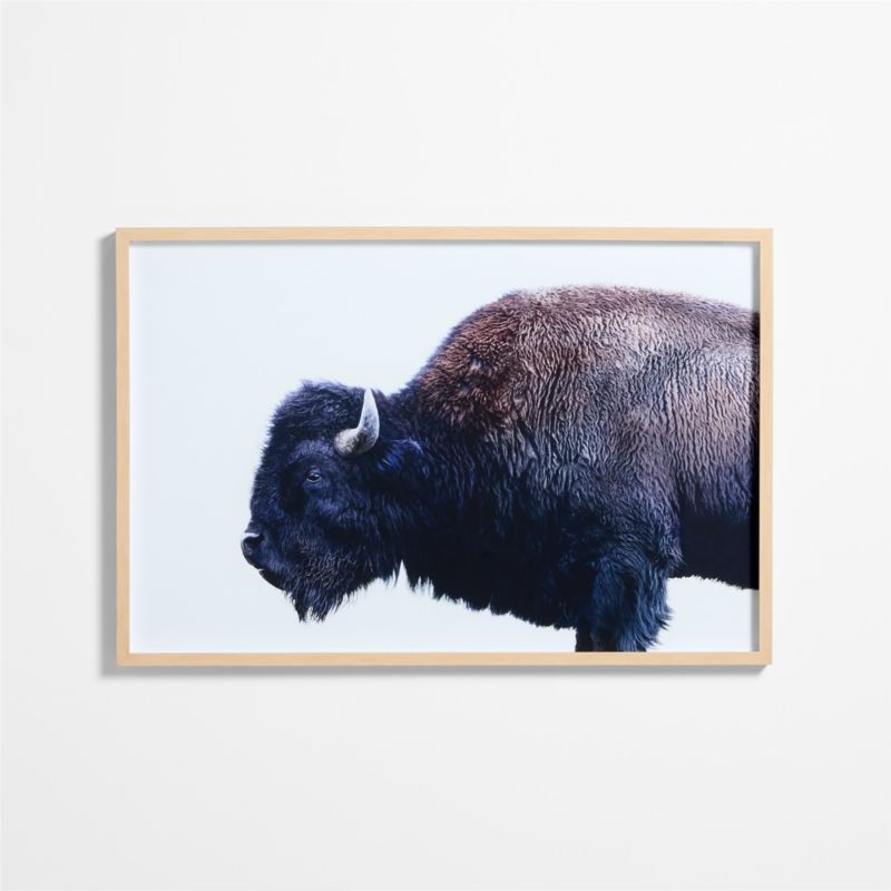 "Buffalo" by Jennifer MaHarry 51"x34" Framed Photography Print added by Spoak Member