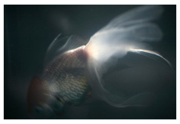 Light and Shadow #8 - Fine Art Photograph added by Spoak Member