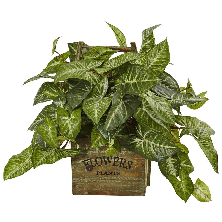 NephthytisPlant in Wood Box Planter added by Spoak Member
