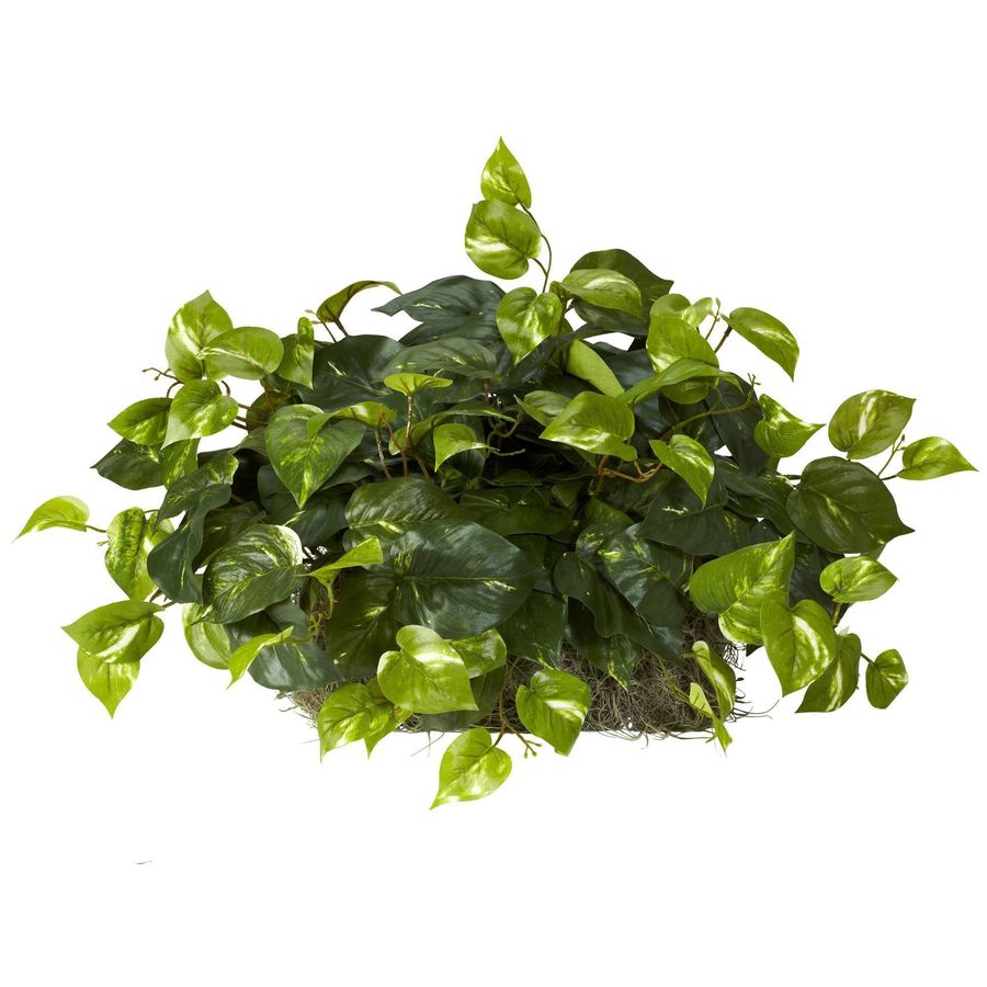 Pothos Set on Foam Sheet Silk Plant added by Spoak Member