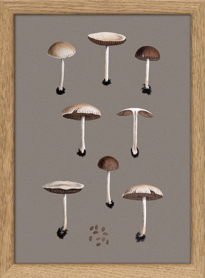 Group of Small Fungi and Details. Mini Print added by Spoak Member