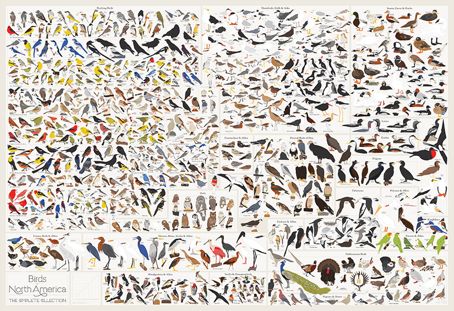 Birds of North America added by Spoak Member