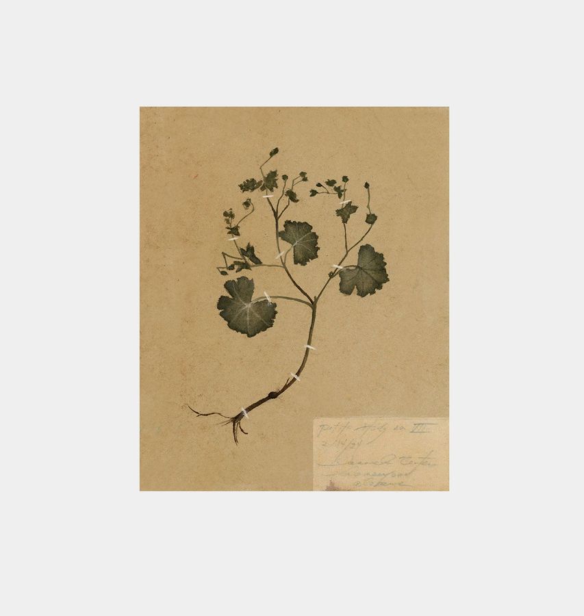 Petite Study No. II Unframed Print added by Spoak Member