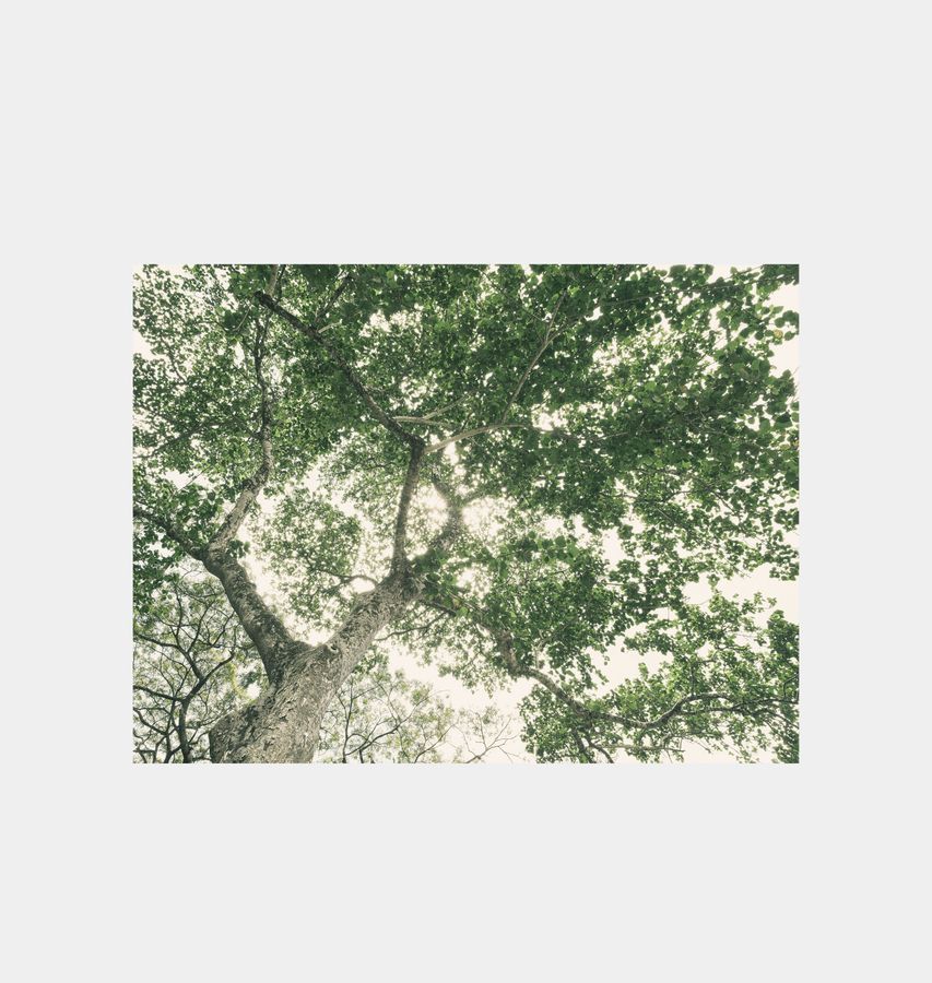 The Giving Tree added by Spoak Member
