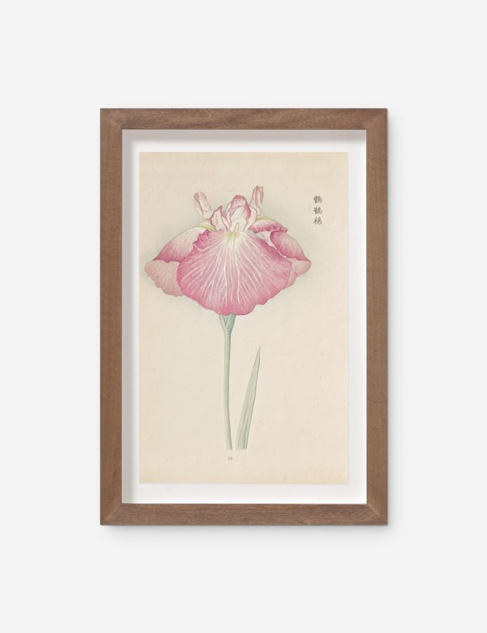 Vintage Japanese Iris No. 23 Wall Art by Miyoshi Manabu added by Spoak Member