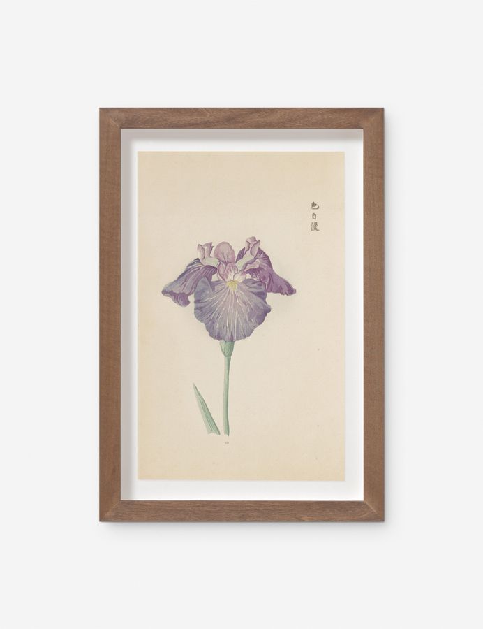 Vintage Japanese Iris No. 29 Wall Art by Miyoshi Manabu added by Spoak Member
