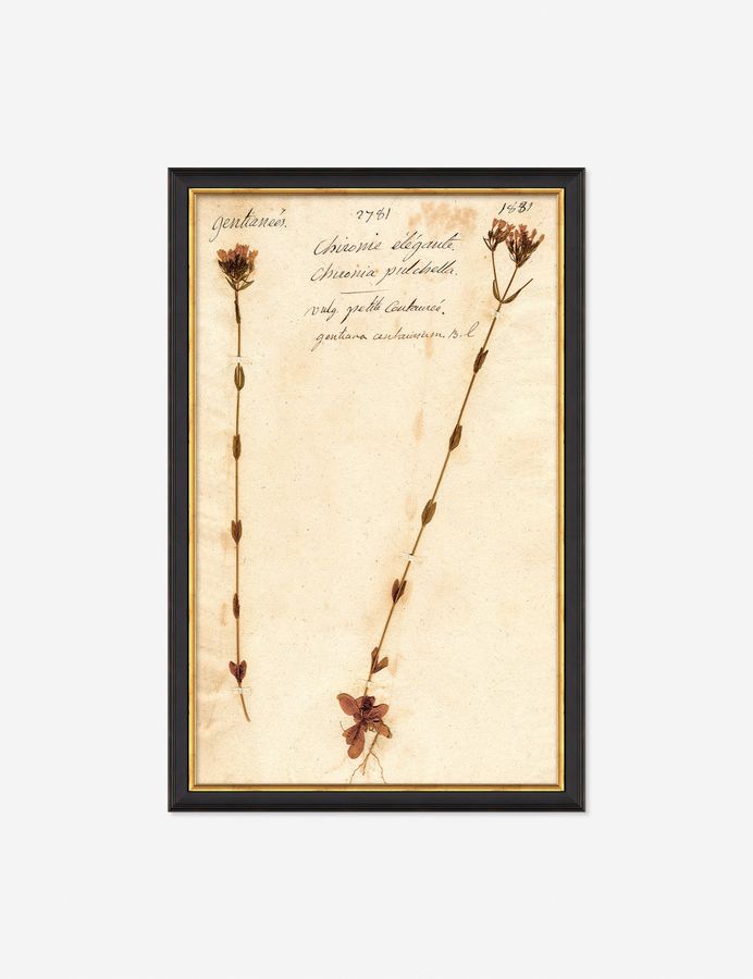 Herbarium D Wall Art added by Spoak Member