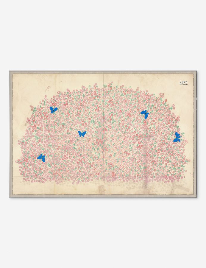 Myosotis Print by Paule Marrot added by Spoak Member