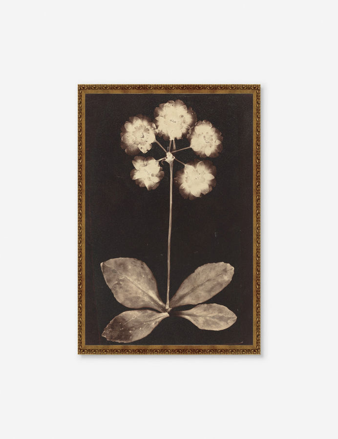 Botanical Photogram Print added by Spoak Member
