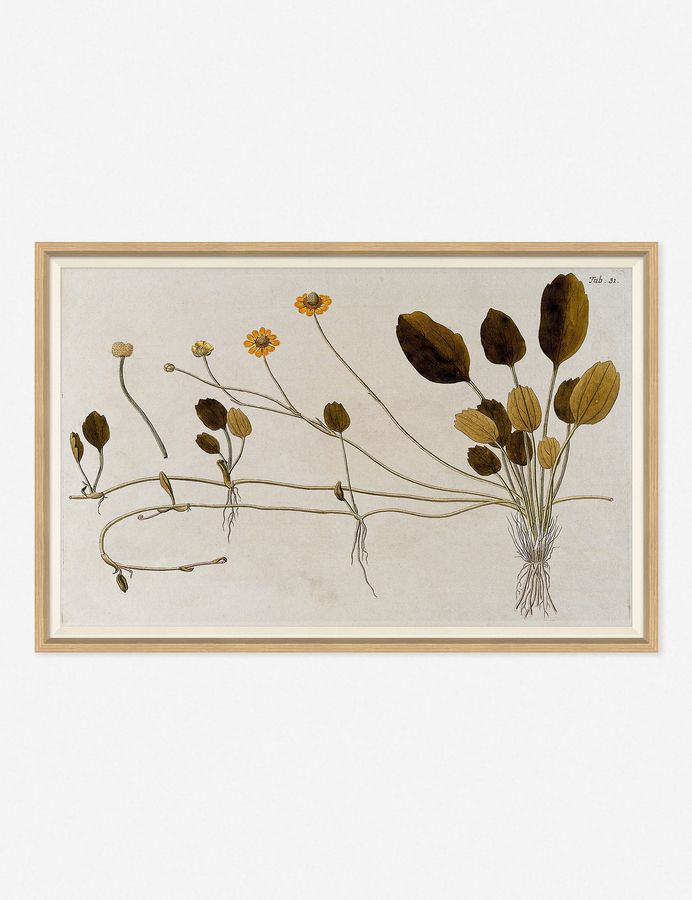 Flowering Plants II Wall Art by Franz Anton Von Scheidl added by Spoak Member