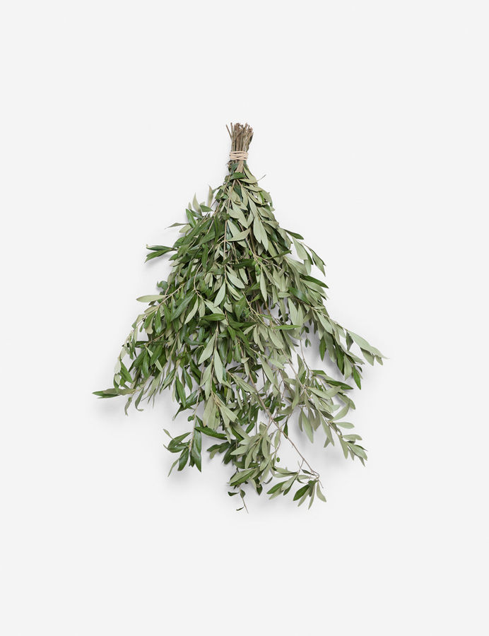Live Olive Branch Bunch added by Spoak Member