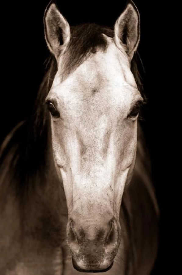 Tan Horse added by Spoak Member