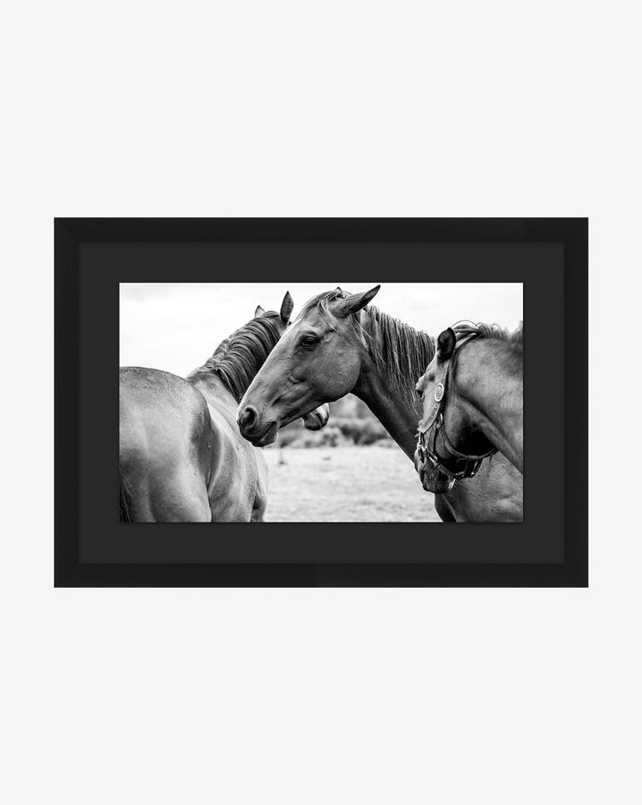 Photograph of Horses by Stokley Berg added by Spoak Member