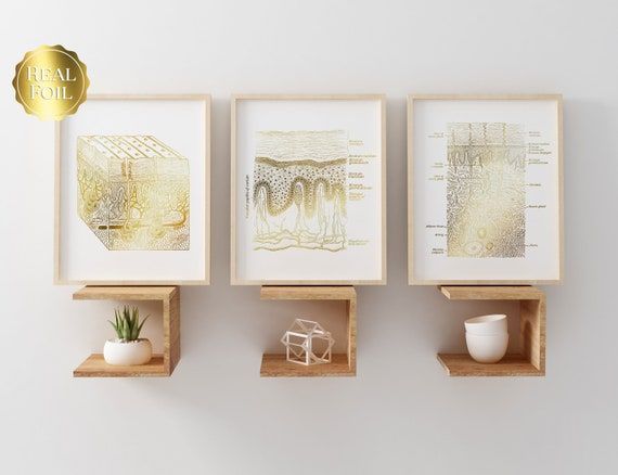 Dermatologist Gift  Dermatology Print  Epidermis Art  - Etsy added by Katie Carpenter