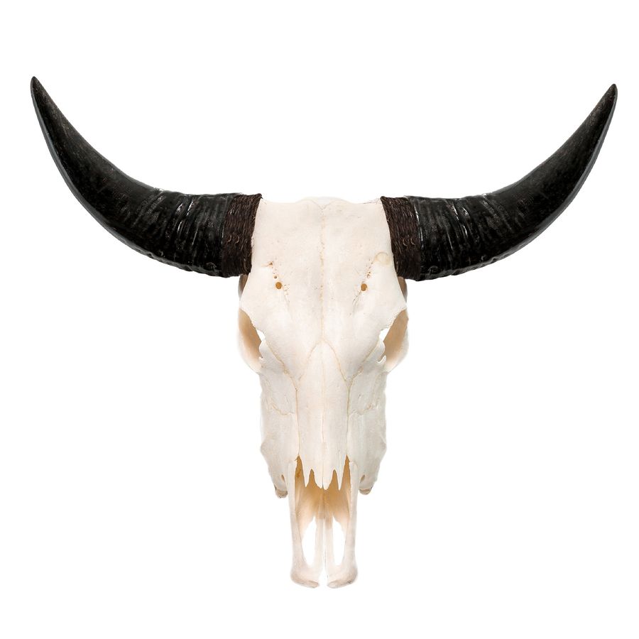 Cow Skull - White Storm added by Selena Wyant