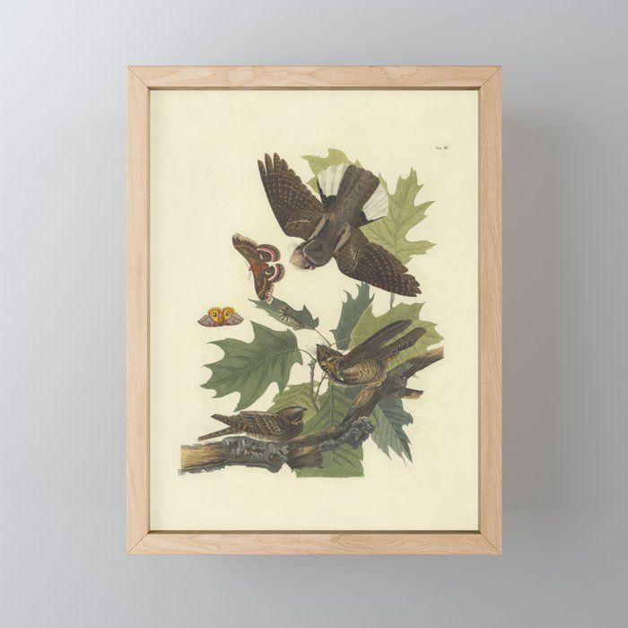 AUDUBON Bird Print Whip-poor-will - nocturnal - lithograph color engraving Download Vintage Old Antique - Bird Plate Framed Mini Art Print by SC Art added by Esther Fleet