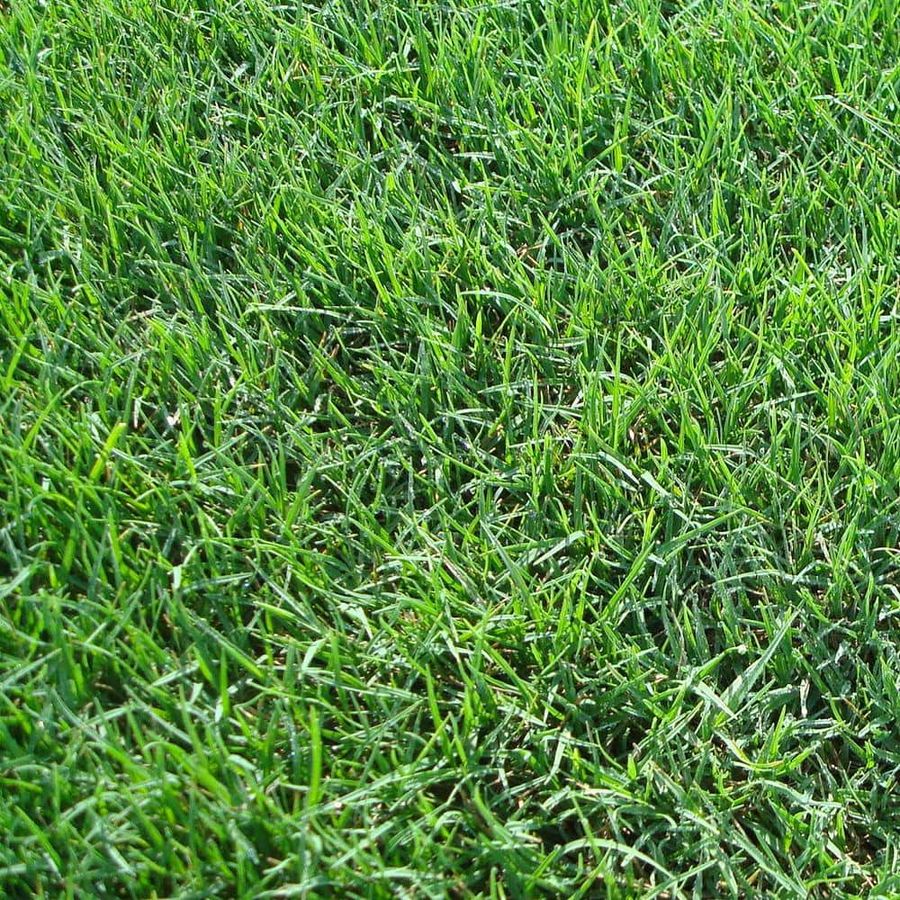 Bermuda Sod (1-Pallet)  added by Elizabeth Davis