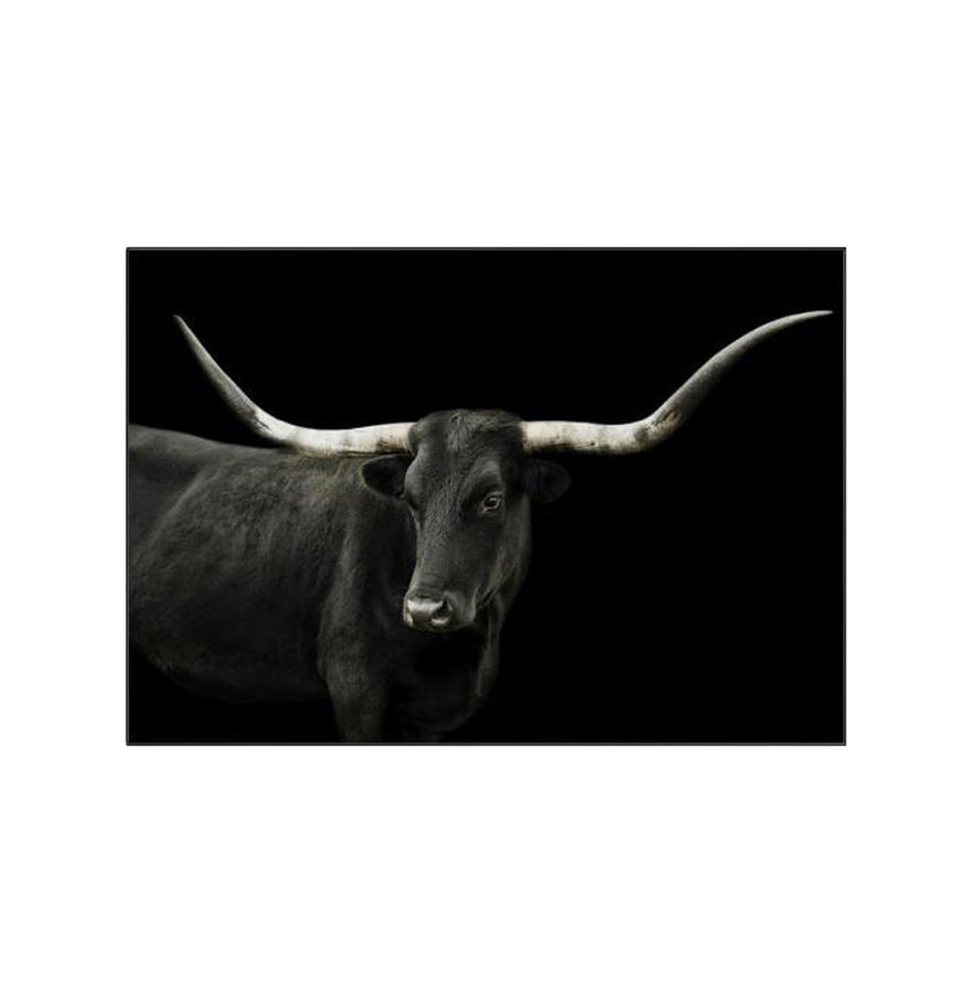 Longhorn 4 Framed added by Raquel Guerrero