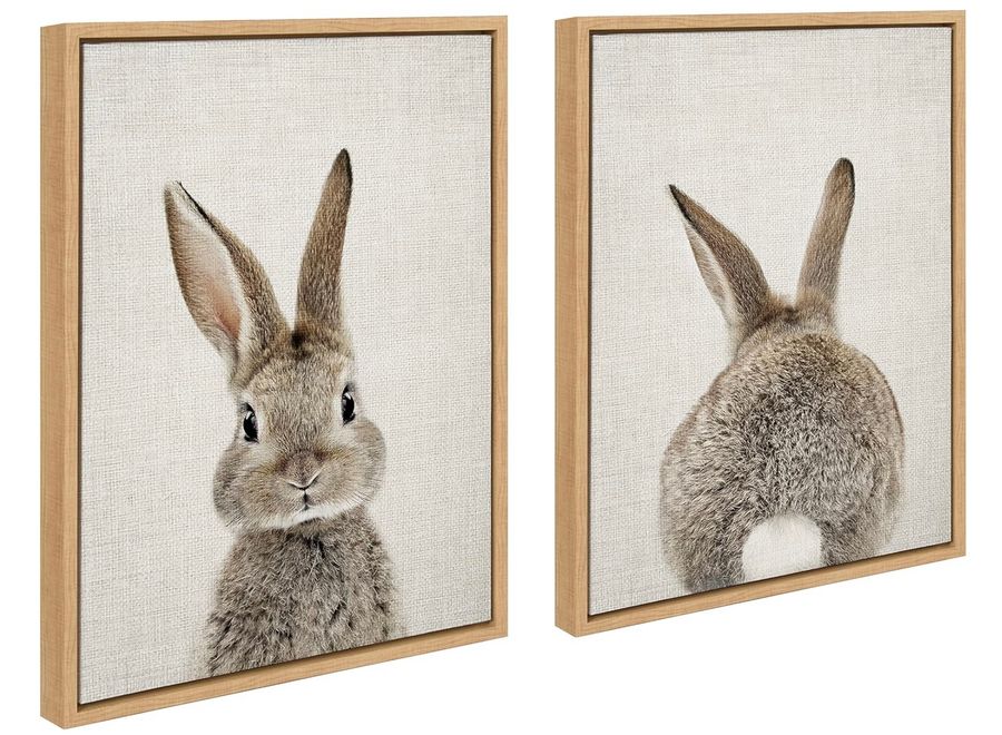 Bunny pictures added by Kylie Park