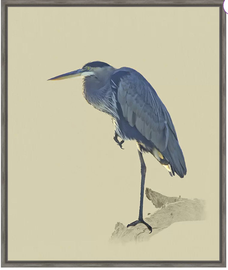 blue haron added by Sarah Ing