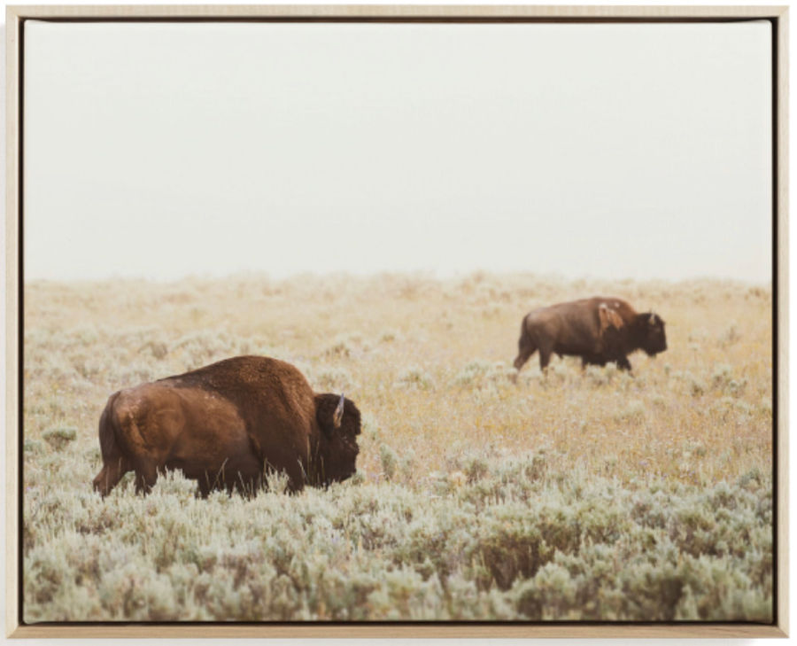 "Bison" - Photography Limited Edition Art Print by Kamala Nahas. added by Elevated by Elise LLC