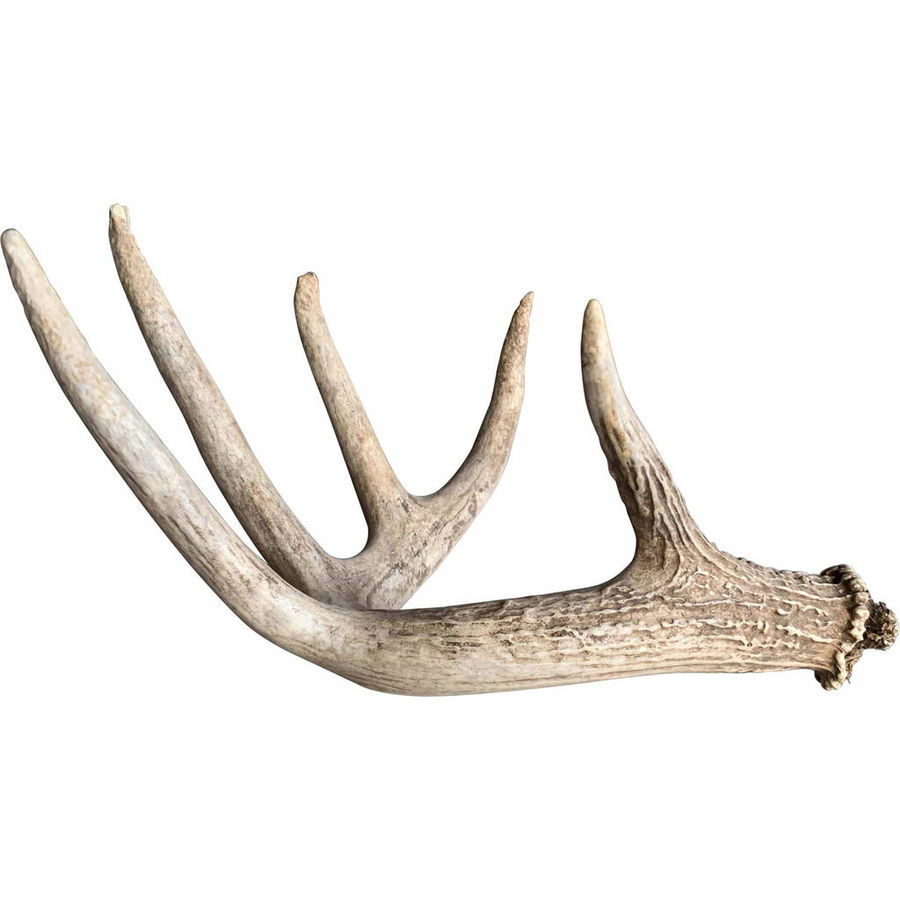 Deer Antler, Medium added by Louisa Klemperer