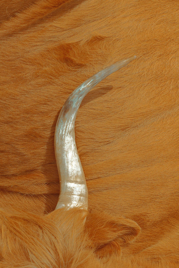 Horn — Xuebing Du added by Spoak Member