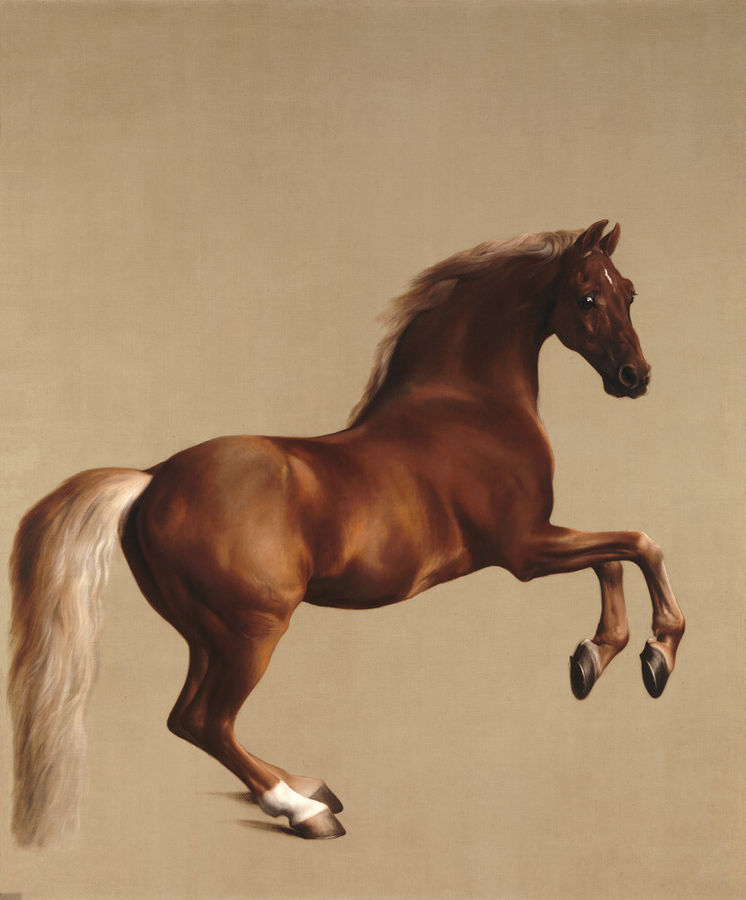 Whistlejacket by George Stubbs - art print from King & McGaw added by Sara Prising