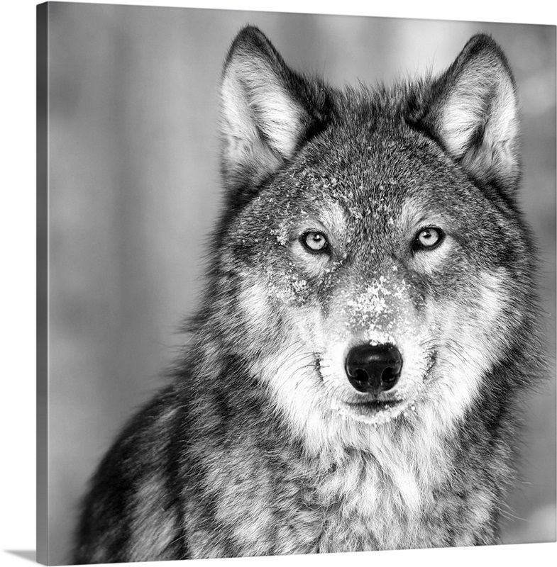 Wolf added by MK Alderman