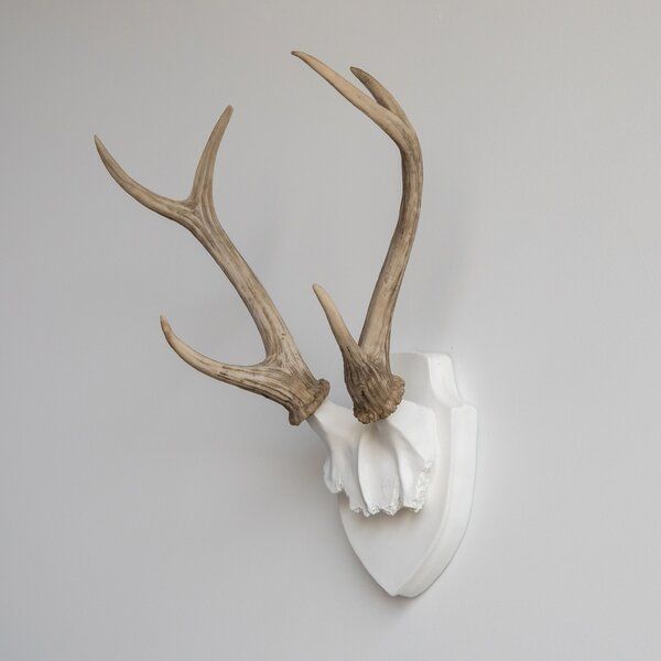 Faux Taxidermy Deer Antler Wall Décor added by Morgan Hatch