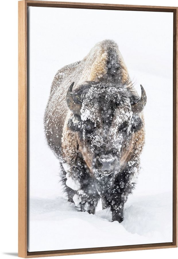 Portrait Of A Snow-Covered Bison Standing In A Snowstorm, Yellowstone National Park added by Nikki Rajnovich