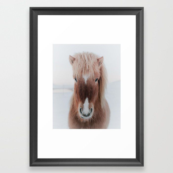 Icelandic Horse Framed Art Print by Amy Brinkman added by Maggie Young