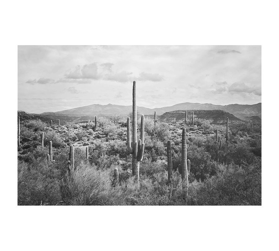 Saguaro Desert Landscape By Jennifer Meyers added by Chelsea Taylor