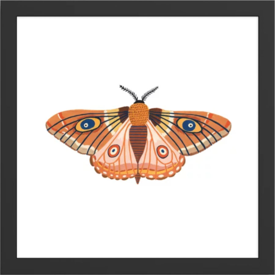 20" Moth Framed Art Print - Classic Black Frame added by KH Design Concepts