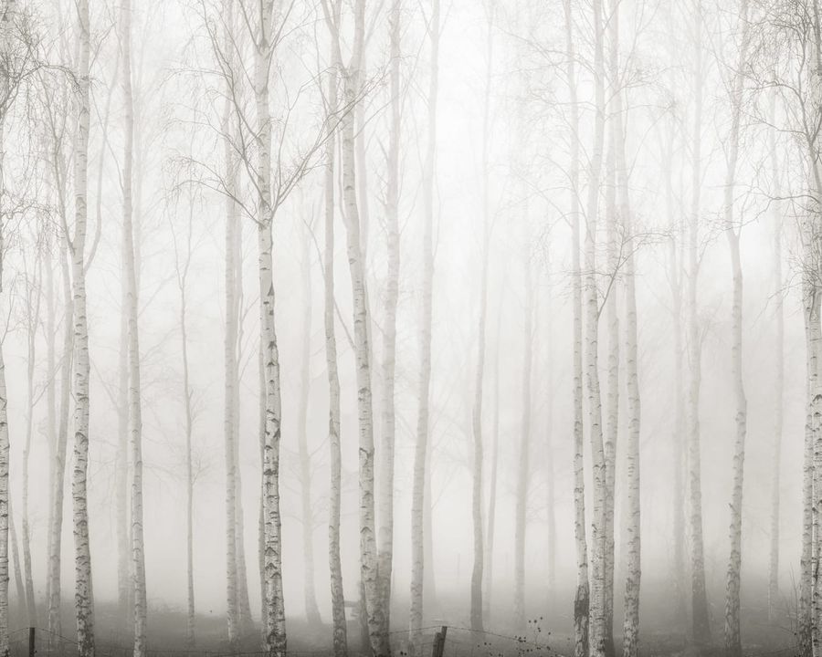 Birch Fog added by Nikki Rajnovich