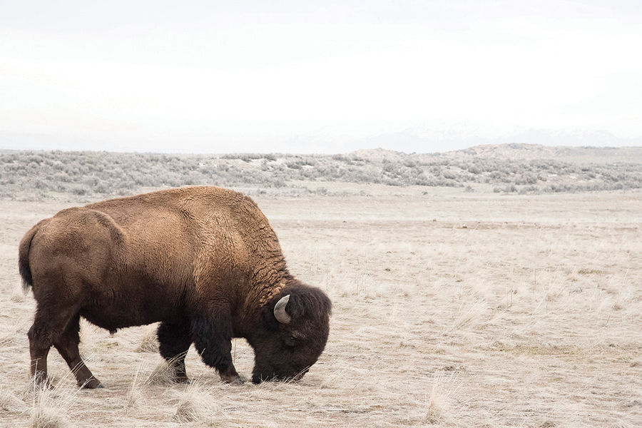Bison added by Madeline Abernathy