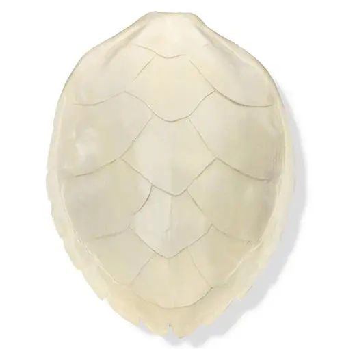 Edisto Coastal Solid Ivory Hawksbill Turtle Shell - by WJC Design added by Rachel Stone