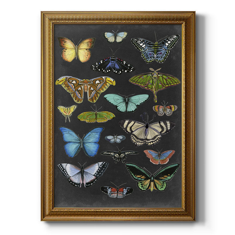 Graphic Butterfly Taxonomy I Framed On Canvas Print added by Whitney Crutcher