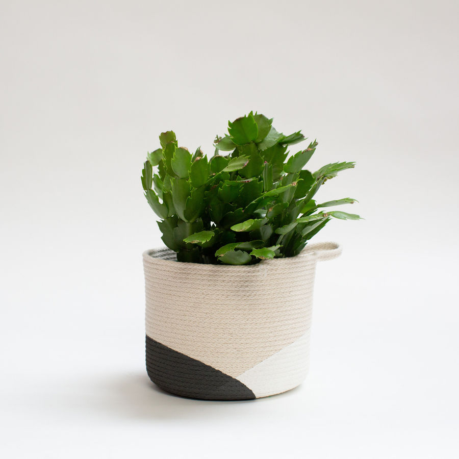 Basket added by Spoak Member